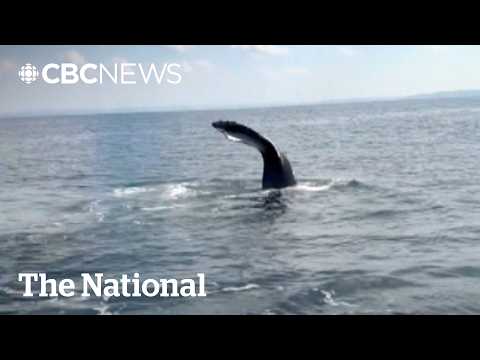 Rare encounter with humpback whales off Newfoundland | The Moment