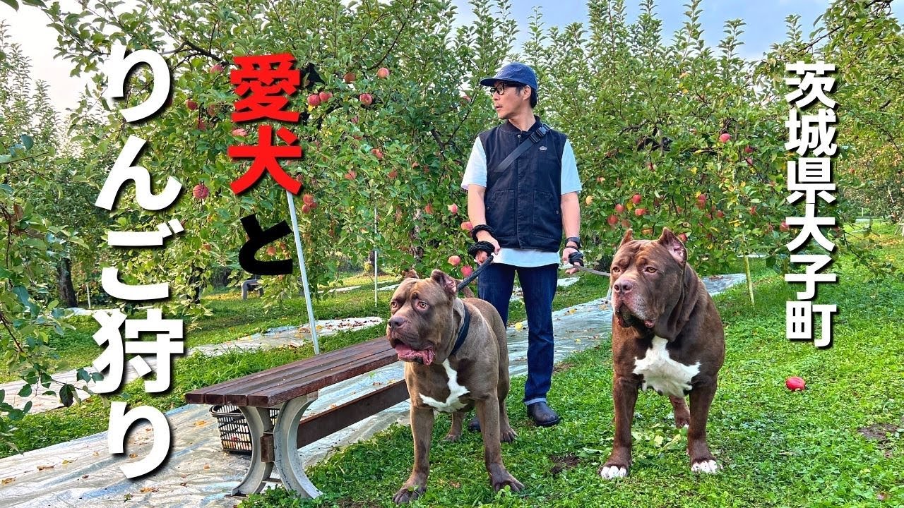 【犬連れお出かけ】茨城県大子町で爆笑りんご狩り！奥久慈りんごの虜になってしまった愛犬が面白すぎました〜