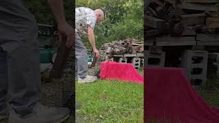 How to release a racoon out of a live trap