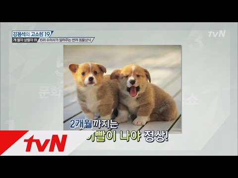 수의사가 알려주는 진짜 애완동물 잘~ 키우는 법! 강용석의고소한19 126화