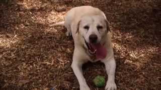 Off the Leash: County Dog Park is a First