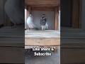 khubsurat jor ka shauk kare #pigeon #kabootar #highflyingpigeons #kabutar #pigeonlovers #kabutarbazi