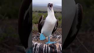We are in The Amazing Islands Of GALÁPAGOS!! #galapagos #travel #capcut #ecuador #ocean