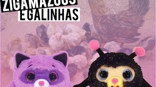 Zigamazoos Ustaram Galinhas E Olha No Que Deu Fernanda E Vitória