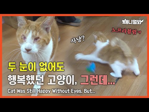 두 눈은 없어도 행복한 고양이, 그런데...ㅣA <strong>Cat</strong> <strong>That</strong> Is Still Happy Without Eyes, But...
