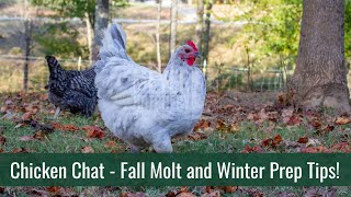 Chicken Chat - Fall Molt and Winter Prep Tips! Meyer Hatchery Tips And Tricks Fall Molt