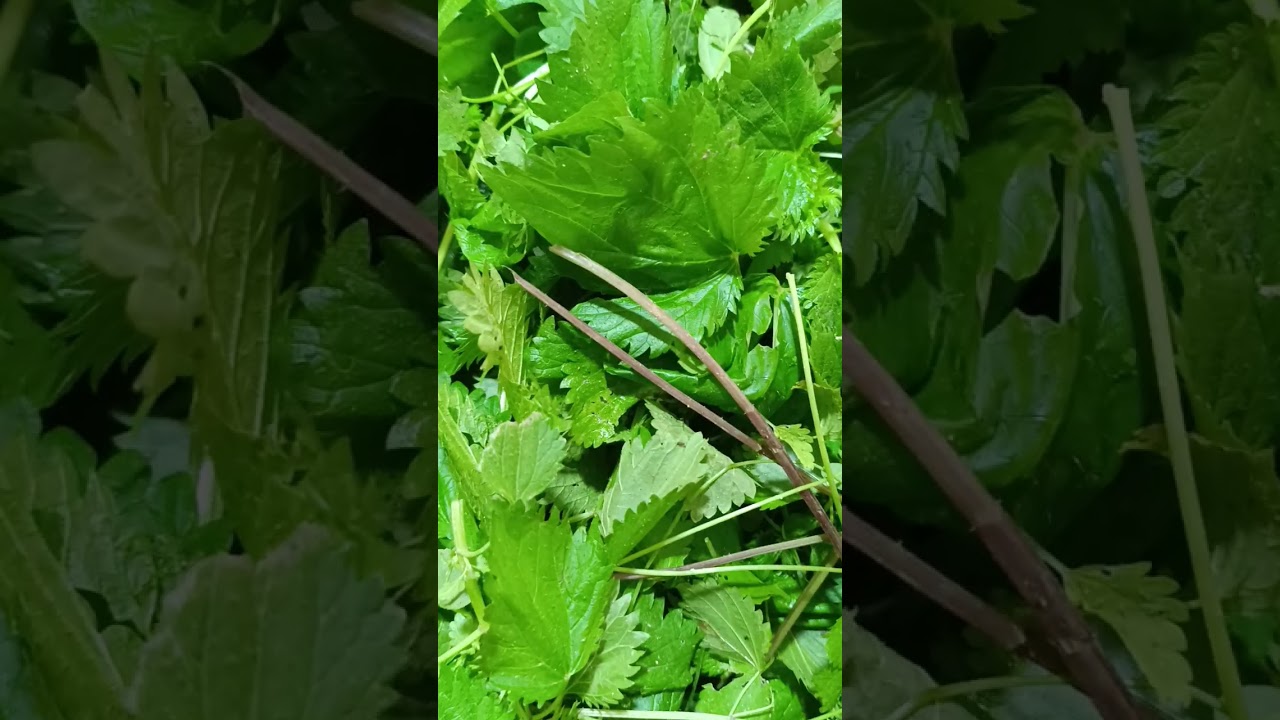 كيف تحضر مخزون بروتينات للعام كله/Dr Reda Numedia 