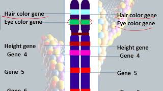 S4-Biology- Grade 11S- Olecture 2 video- Genetic Polymorphism