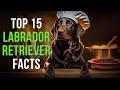 Top 15 facts about labrador retrievers  you wont believe 2
