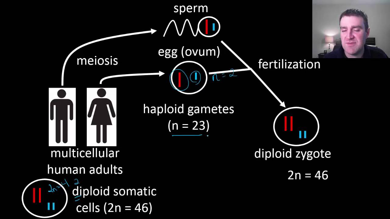 Human life cycle - YouTube