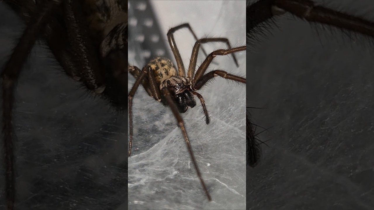 araignée d'eau - Guide vidéo