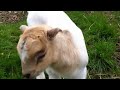 Animal Place's Noah and Cornelius Baby Goats