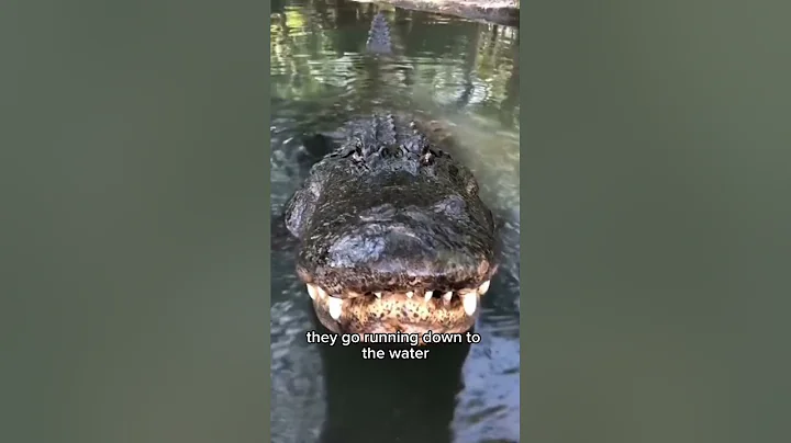 She had to be drunk, right?! Otherwise, WHYYYY would she do this? #gator #truestory