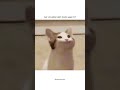 what???? #viral #cat #funnyanimal #funny #funnycat #memes #shorts