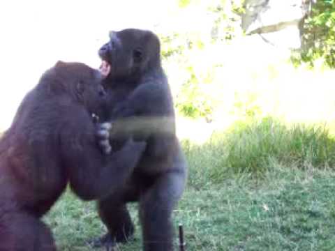 Gorilla Fight