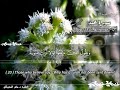 SURAH 047 MUHAMMAD RECITATION BY SHEIKH MAHER AL MUAIQLY WITH ENGLISH TRANSLATION SURAH 047 MUHAMMAD RECITATION BY SHEIKH MAHER AL MUAIQLY WITH ENGLISH TRANSLATION