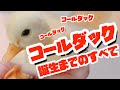 コールダックの孵化まで全部見せます！！