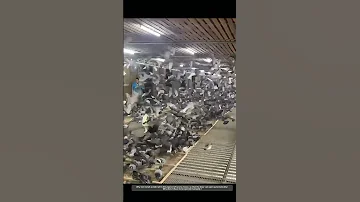Amazing Process Of Manually Opening The Loft Door To Let Pigeons Out 