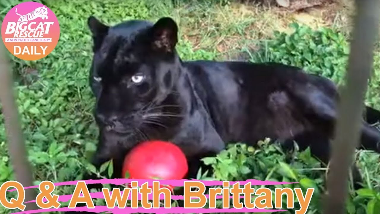 rescue dogs rock nyc Q&A at Big Cat Rescue Brittany shows you Tigers, Lion, Leopards 09 25 2019