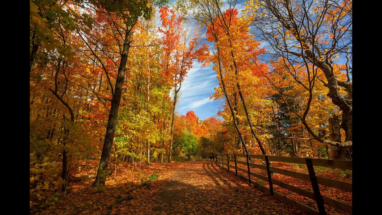 Enjoy The Fall Colors On East Don River Trail In Toronto With Vivaldi Autumn Mvt 1 