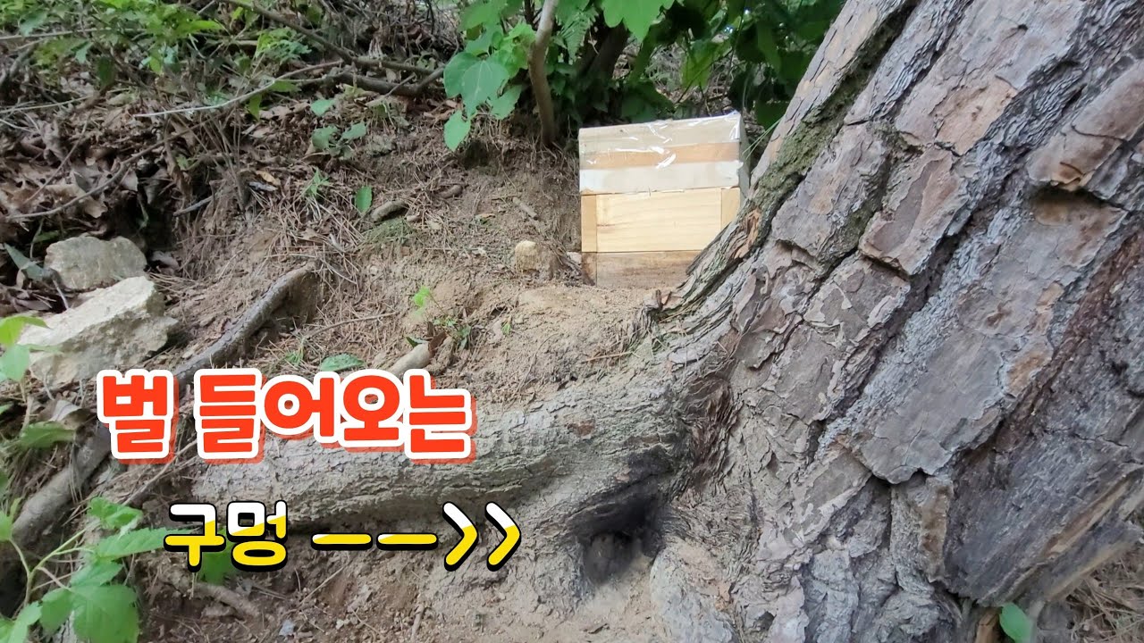 이렇게 하면 토종벌 잘~ 들어옵니다 