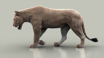 Lioness final rig (side)