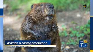 Avistan castor en peligro de extinción en Río Santa Catarina