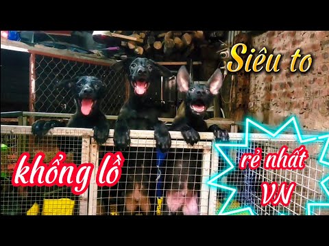 Video Bán đàn chó malinois Mexico bố mẹ khủng giá rẻ 100%... - youtube