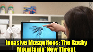 Invasive Mosquitoes: The Rocky Mountains
