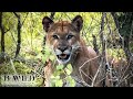 Mountain Lion Encounter - El Encuentro con el Puma / Wildlife - Vida Salvaje / Mexico / Full HD