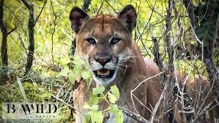 Mountain Lion Encounter  El Encuentro con el Puma / Wildlife  Vida Salvaje / Mexico / Full HD