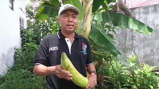 Pisang Raja Berukuran Jumbo, Beratnya 1,5 Kg