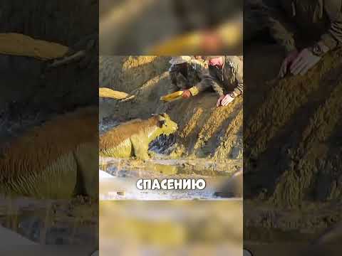 ТУРИСТЫ РИСКУЮТ ЖИЗНЬЮ Спасая Коров 😱🌍🐄