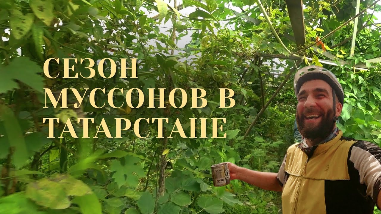 Велопутешествие сквозь ливни в тропический лес и волшебную мастерскую художницы в сердце Татарстана