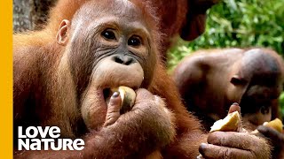 Orangutan Beni Tries to Conquer Food Temptations | Love Nature