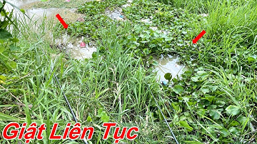 Câu Cá Rô Đồng | Mùa Nước Nổi  , Trúng Luồng Cá Mập Ú Thấy Ham | Tập 26