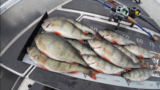 Ahvenen Kalastusta Päijänteellä Lokakuun Lopussa Perch Fishing