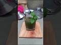 Mint Water 🌿🥤😌#highlights #shorts #viral #cooking #mint #water #mini