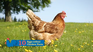 10 Eggs-cellent Chicken Facts