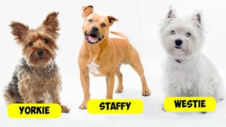 TERRIER TYPES - 36 TYPES OF TERRIERS by Dogs Wiz 688 views 2 weeks ago 25 minutes