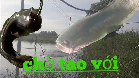 LURE cá lóc,Câu cá lóc đồng,cá lóc vuông tôm, điểm câu huyền thoại ,câu cá nhà nông tv