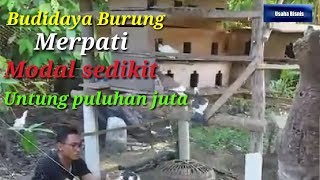 Cara Sukses Bisnis Ternak Burung Merpati Modal Minim Untung banyak!!