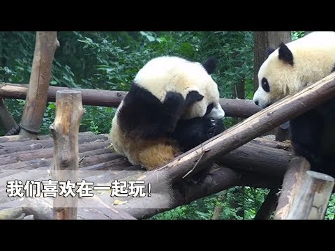 《熊貓早晚安》“毛桃”盯著“星繁”睡覺，難道他們之間... | iPanda