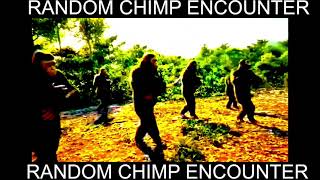 RANDOM CHIMP ENCOUNTER