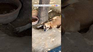 See these little cute charm puppies 🐶🥰❤️🧿 #trending #love #shorts #viral #fyp
