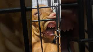 Ever Been So Tired That Youll Sleep Anywhere  afv dogs funny shorts