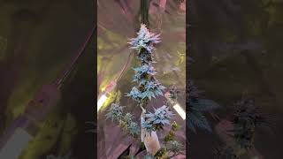 Cannabis spülen, ernten. Jack Herer, Cannalope Haze. Plant Vlog #plantvlog #deutschland