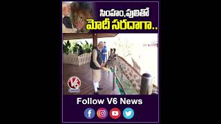 సింహం, పులి తో మోదీ సరదాగా | PM MODI | V6 News