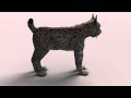 Lince Iberico 3d