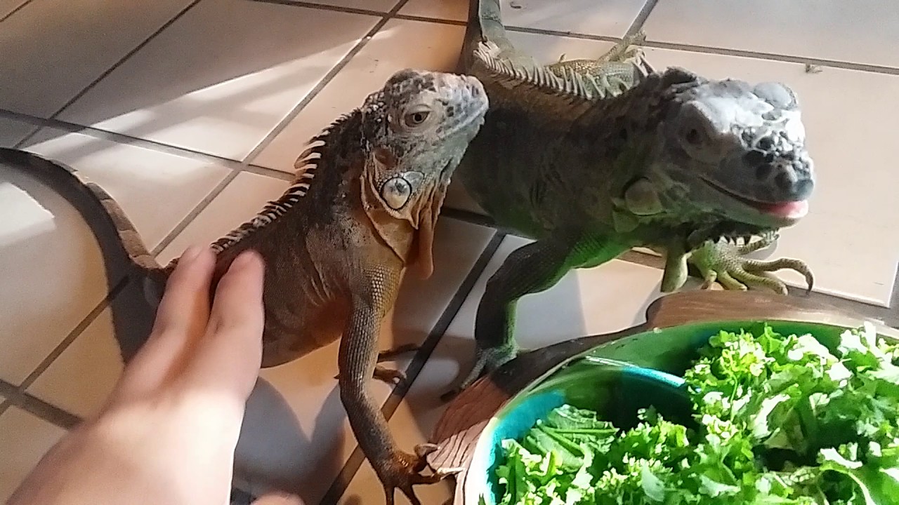 Green iguanas eating part 1 YouTube